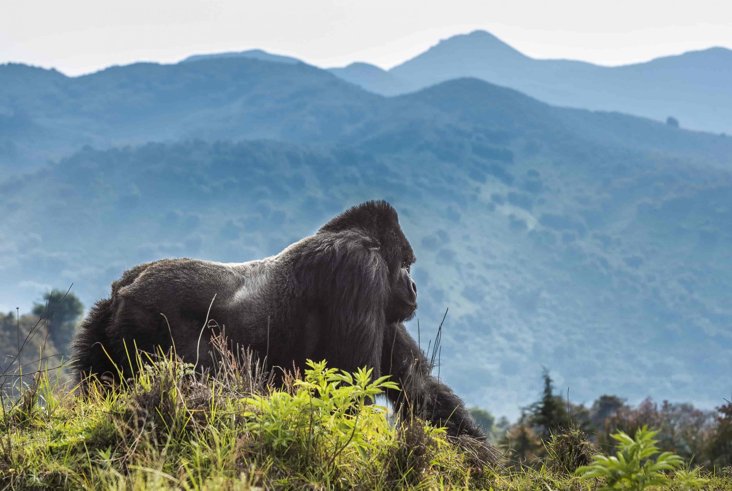 Nyungwe