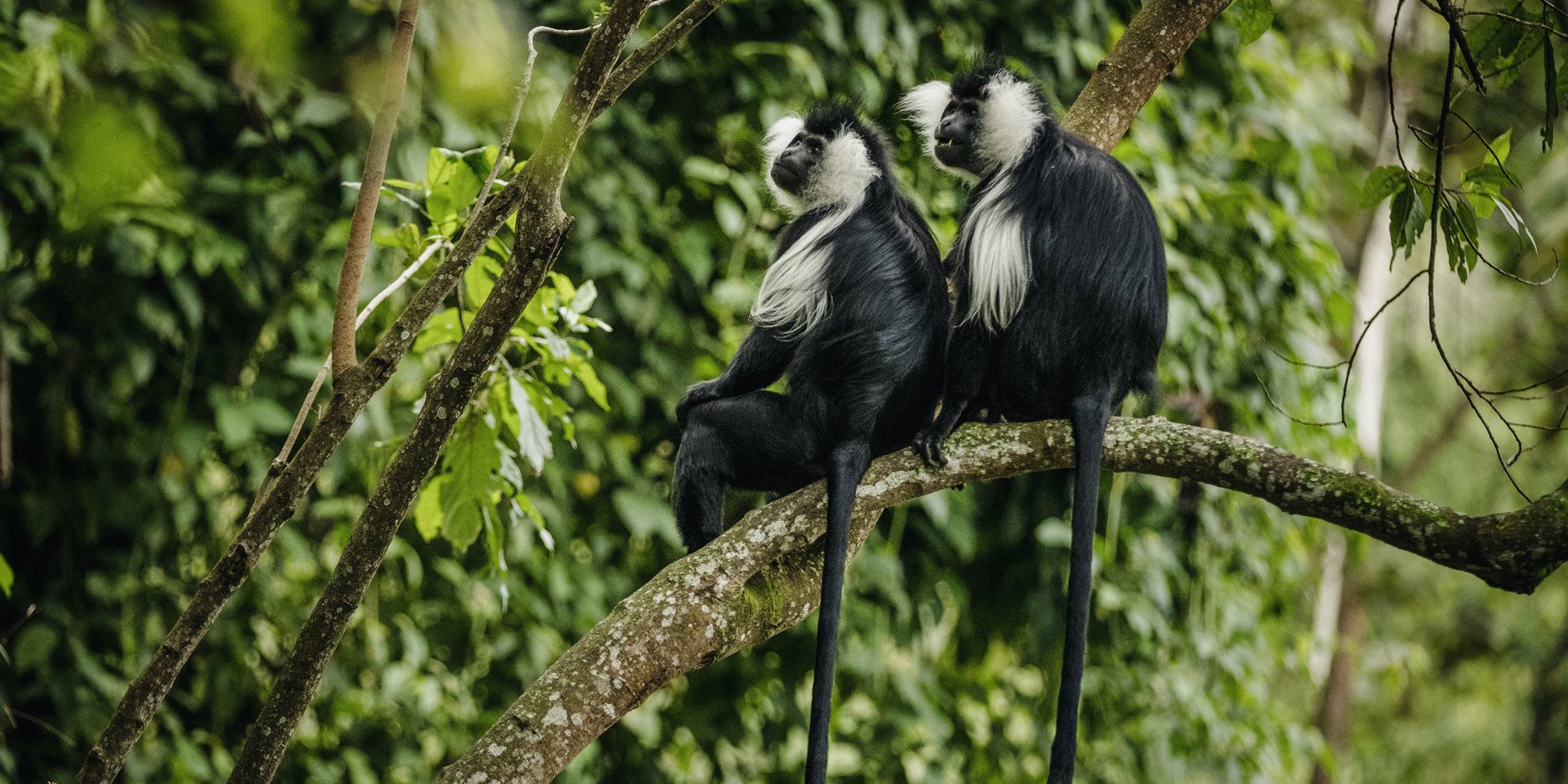 Chimps